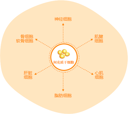 間充質(zhì)干細(xì)胞